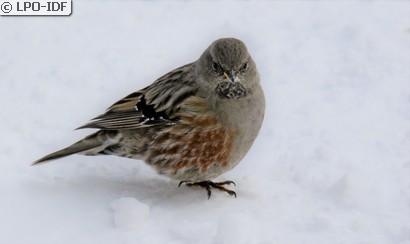 Accenteur alpin