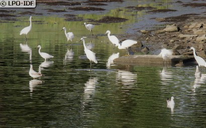 Aigrette garzette