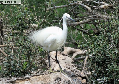 Aigrette garzette
