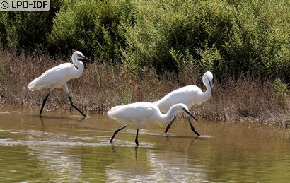 Aigrette garzette