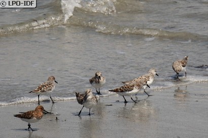 Bécasseau sanderling
