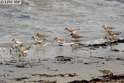 Bécasseau sanderling