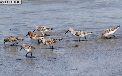 Bécasseau sanderling