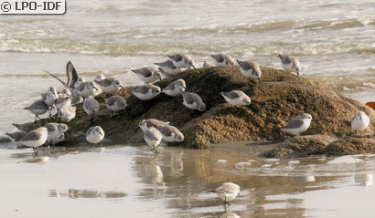 Bécasseau sanderling
