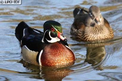 Canard carolin