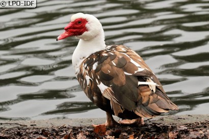 Canard de Barbarie