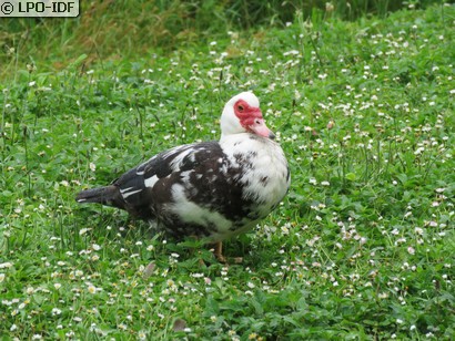 Canard de Barbarie