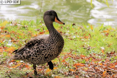 Canard à bec jaune