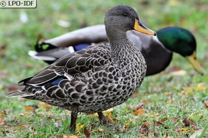 Canard à bec jaune