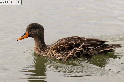 Canard à bec jaune
