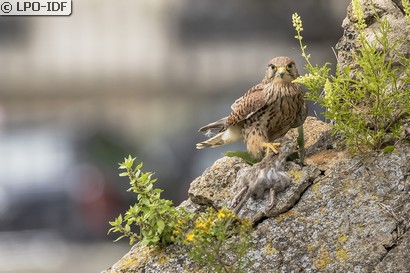 Faucon crécerelle