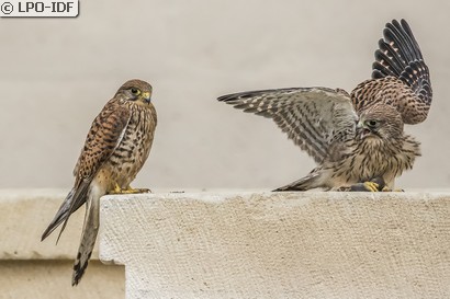 Faucon crécerelle