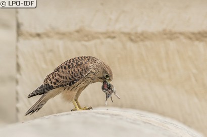 Faucon crécerelle