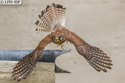 Faucon crécerelle