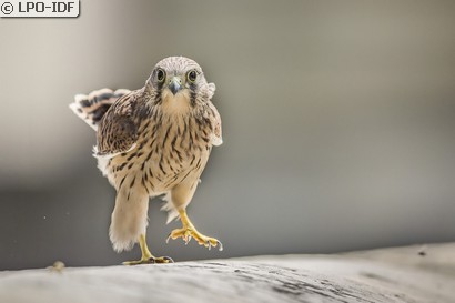 Faucon crécerelle