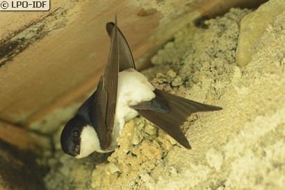 Hirondelle de fenêtre