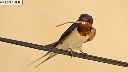 Hirondelle rustique