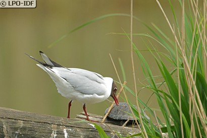 Mouette rieuse