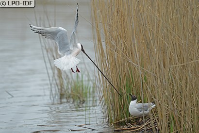 Mouette rieuse