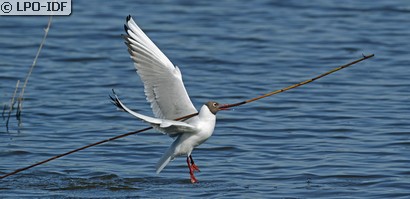 Mouette rieuse