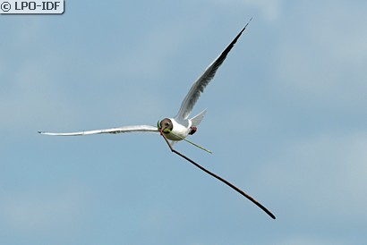 Mouette rieuse