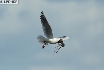 Mouette rieuse