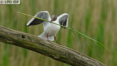 Mouette rieuse