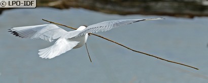 Mouette rieuse
