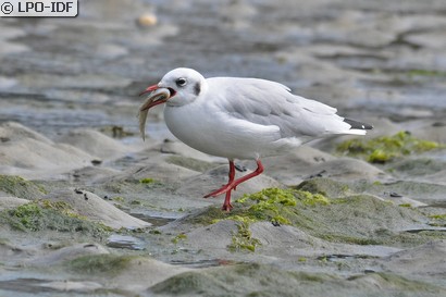 Mouette rieuse
