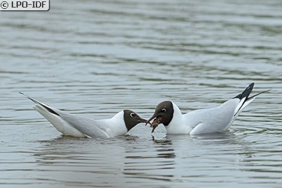 Mouette rieuse