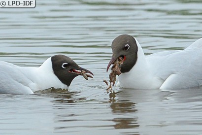 Mouette rieuse