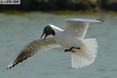 Mouette rieuse