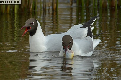 Mouette rieuse