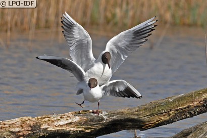 Mouette rieuse
