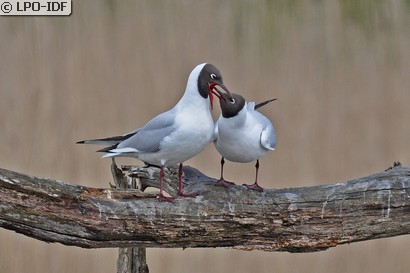 Mouette rieuse