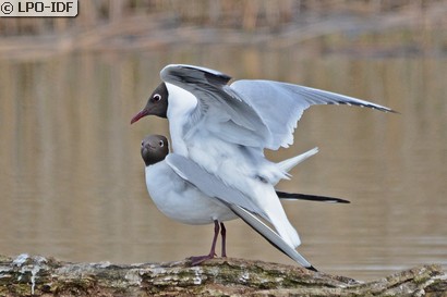 Mouette rieuse