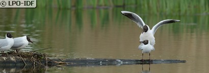 Mouette rieuse