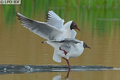 Mouette rieuse
