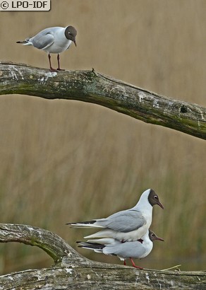 Mouette rieuse