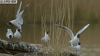 Mouette rieuse