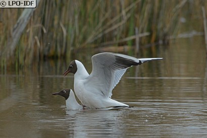 Mouette rieuse