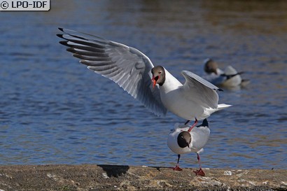 Mouette rieuse