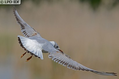 Mouette rieuse