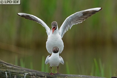 Mouette rieuse