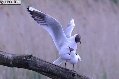 Mouette rieuse