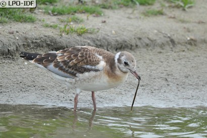 Mouette rieuse