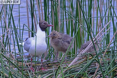 Mouette rieuse