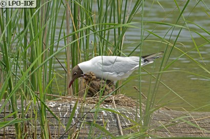 Mouette rieuse