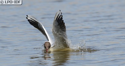 Mouette rieuse