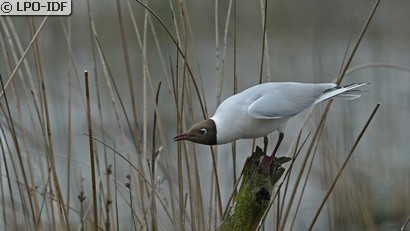 Mouette rieuse